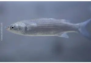 Golden grey mullet