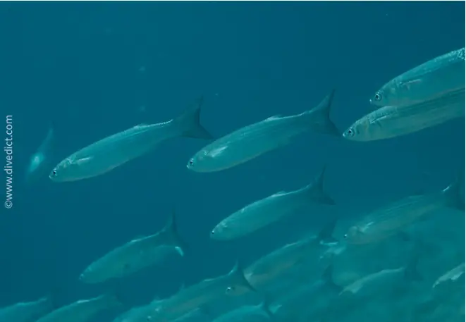 divedict_fotos_biolexicon_perch_fishe_mediterrane_liza_aurata_gold_sea ash copy