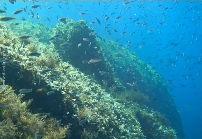 Atherina_boyeri_Aehrenfisch23-divedict_Mittelmeer