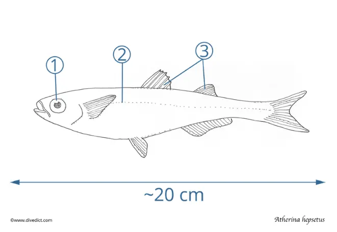  Atherina hepsetus_divedict