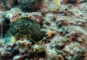 Kathedrale von Premuda