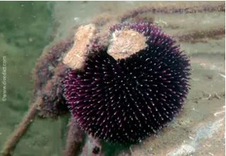 DiveDict_Foto_Bild_Biolexikon_Mittelmeer_Stachelhaeuter_spaerechinus_granularis_violetter_seeigel_Spanien_Italien_Griechenland_Frankreich_Kroatien