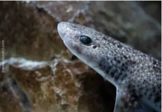 DiveDict_Foto_Biolexikon_Fische_Mittelmeer_Bild_scyliorhinus_canicula_Kleingefleckter_katzenhai_Krotien_Italien_Nord_Adria