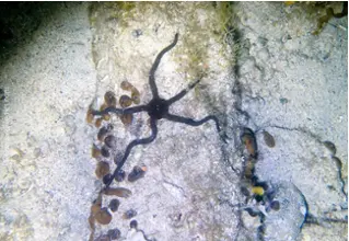 DiveDict_Foto_Bild_Biolexikon_Mittelmeer_Stachelhaeuter_Seestern_cophiocomina_nigra_schwarzer_schlangensternn_Italien_Frankreich_tauchen_Kroatien
