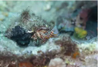 gestreifter_Einsiedlerkrebs_Pagurus_anachoretus_divedict_Mittelmeer_mediterranean_bio_lexicon-010 DiveDict