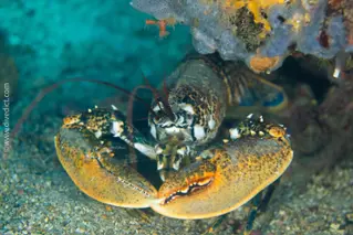 europaeischer_hummer_homarus_gammarus_tauchen_mittelmeer_mediterranean-38