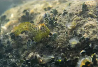 DiveDict_Foto_Biolexikon_Fische_Mittelmeer_Pfauen-Salaria_pavo_biolexicon_marine4