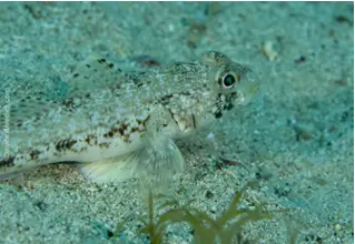 slender_gobius_geniporus_diving_tauchen_mittelmeer_mediterranean-13 Copy