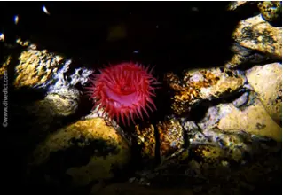 DiveDict_Foto_Bild_Biolexikon_Mittelmeer_Nesseltiere_actinia_equina_Pferdeaktinie_Kroatien_Spanien_Italien_Griechenland_Frankreich