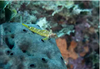 roter_spitzkopfschleimfisch_tripterygion_tripteronotus_divedict_Mittelmeer_mediterranean_bio_lexicon-018 DiveDict