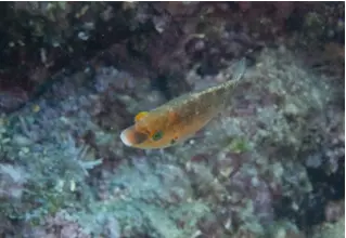 Mittelmeer_Lippfisch_Symphodus_ mediterraneus_divedict_Mittelmeer_mediterranean_bio_lexicon-030