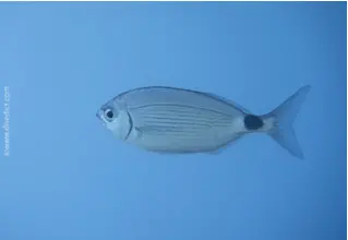 Bandbrasse_Oblada_melanura_divedict_Mittelmeer_mediterranean_bio_lexicon-076 DiveDict