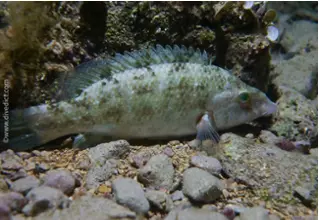 DiveDict_Fotos_Biolexikon_Fische_Mittelmeer_Lippfisch_symphodus_cinereus_grauer_Lippfisch