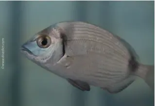 DiveDict_Foto_Biolexikon_Fische_Mittelmeer_Brasse_Ringelbrasse_Diplodus_annularis_Bild