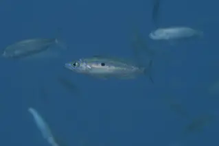 schnautzen_pikarelle_spicara_smaris_divedict_Mittelmeer_mediterranean_bio_lexicon-036