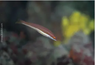 Coris_Julis_Meerjunker_divedict_Mittelmeer_mediterranean_bio_lexicon-066 DiveDict