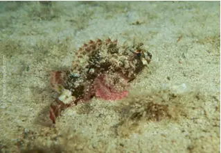 DiveDict_Foto_Biolexikon_Fische_Mittelmeer_Bild_Skorpionfische_Scorpaena_Notata_kleiner_Rotdrachenkopf_Krotien_Italien_Nord_Adria_Frankreich_Pula_Elba_Corsica_Sardinien