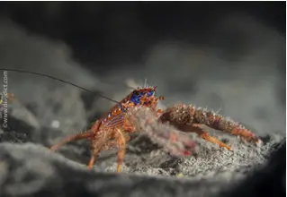 Blaustreifen_Springkrebs_Galathea_Strigosa_Mittelmeer_mediterranean_sea_diving_tauchen DiveDict