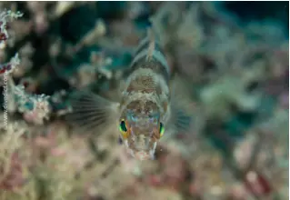 VB_beutelbarsch_seranus_hepatus_diving_tauchen_mittelmeer_mediterranean5