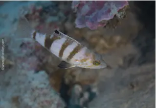 Beutelbarsch_Serranus_Hepatus_divedict_biolexicon_Biolexikon_tauchen_diving_Mittelmeer_Mediterranean