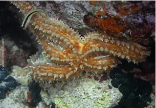 VB_divedict_dornenseestern_coscinasterias_tenuispina_seestern_diving_tauchen_mittelmeer_mediterranean