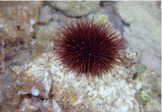 DiveDict_Foto_Bild_Biolexikon_Mittelmeer_Stachelhaeuter_paracentrotus_lividus_steinseeigel_Spanien_Italien_Griechenland_Frankreich_tauchen_Kroatien