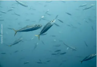 Mittelmeer-Bastardmakrele_Trachurus_mediterraneus_divedict_biolexikon_bio_lexicon_tauchen_diving_Mittelmeer_Mediterranean