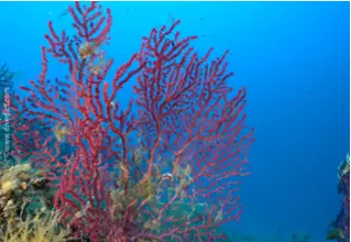 DiveDict_Foto_Bild_Biolexikon_Mittelmeer_Nesseltiere_Leptogorgia_rube_rima_Rote_Gorgonie_Spanien_Italien_Griechenland_Frankreich_tauchen