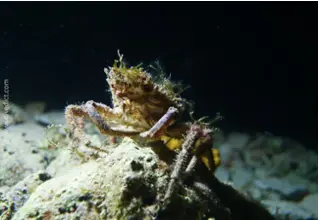 DiveDict_Foto_Bild_Biolexikon_Mittelmeer_Krebstiere_Krebs_maja_sp_seespinne_Spanien_Italien_Griechenland_Frankreich_Kroatien
