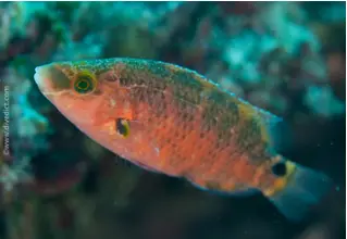 mittelmeer_Lippfisch_Symphodus_mediterraneus_diving_tauchen_mittelmeer_mediterranean-74