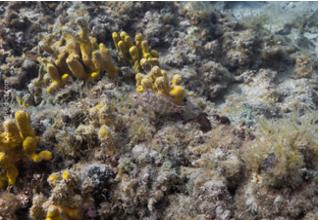 symphodus_cinereus_grauer_Lippfisch