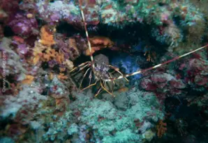 Vela Panitula & Mala Panitula