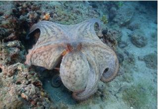 Octopus_Vulgaris_gemeiner_krake1