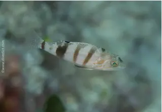 Beutelbarsch_Serranus_hepatus_Zackenbarsch_Mittelmeer_mediterranean_sea_diving_tauchen DiveDict