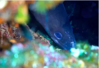 DiveDict_Foto_Biolexikon_Fische_Mittelmeer_Meeraal_Conger_Conger_Bild