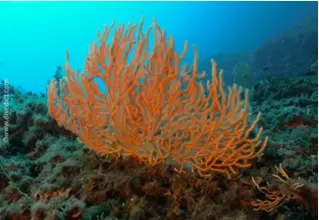 DiveDict_Fotos_Bild_Biolexikon_Mittelmeer_Nesseltiere_Eunicella_Cavolini_gelbe_gorgonie_Spanien_Italien_Griechenland_Frankreich_tauchen