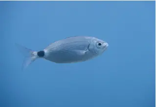 Bandbrasse_Oblada_melanura_divedict_Mittelmeer_mediterranean_bio_lexicon-075