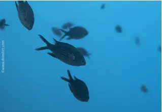 Moenchsfisch_Chromis_Chromis_divedict_biolexikon_bio_lexicon_tauchen_diving_Mittelmeer_Mediterranean