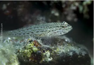 Anemonengrundel_Gobius_bucchichi_Grundeln_Mittelmeer_mediterranean_sea_diving_tauchen-2