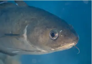 Dunkler_Gabeldorsch_Phycis_phyis_divedict_Mittelmeer_mediterranean_bio_lexicon