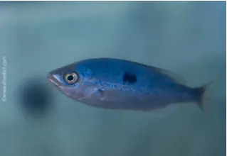 DiveDict_Foto_Biolexikon_Fische_Mittelmeer_Brasse_spicara_maena_Laxierfisch_Bild