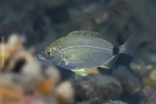 Ringelbrasse_Dipodus_annularis_divedict_Mittelmeer_mediterranean_bio_lexicon-043 DiveDict