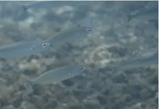 gelbstrieme_Boops_Boops_divedict_Mittelmeer_mediterranean_bio_lexicon-058