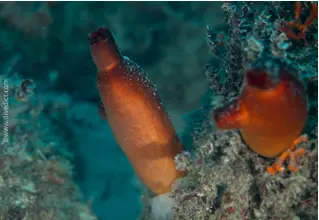 rote_seescheide_Halocynthia_papillosa_diving_tauchen_mittelmeer_mediterranean-52 DiveDict