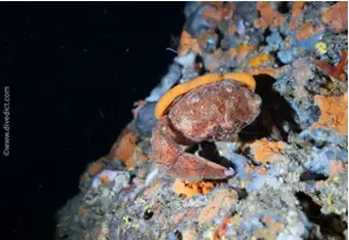 DiveDict_Foto_Bild_Biolexikon_Mittelmeer_Krebstiere_dromia_personata_wollkrabbe_Spanien_Italien_Griechenland_Frankreich_tauchen_Kroatien