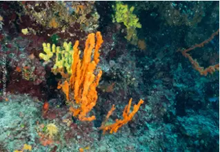 DiveDict_Foto_Bild_Biolexikon_Mittelmeer_Schwaemme_axinella_cannabina_hoeckeriger_geweischwamm_Spanien_Italien_Griechenland_Frankreich_Kroatien
