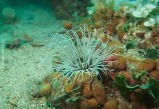 nesseltier-divedict_tauchen_diving