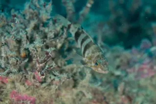 Beutelbarsch_Serranus_hepatus_diving_tauchen_mittelmeer_mediterranean-50 DiveDict