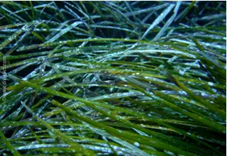 DiveDict_Foto_Bild_Biolexikon_Mittelmeer_Seegrass_posidonia_Oceanica_Neptungrass_Spanien_Italien_Griechenland_Frankreich