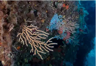 DiveDict_Foto_Bild_Biolexikon_Mittelmeer_Nesseltiere_Eunicella_Cavolini_gelbe_gorgonie_Spanien_Italien_Griechenland_Frankreich_tauchen_Unterwasser
